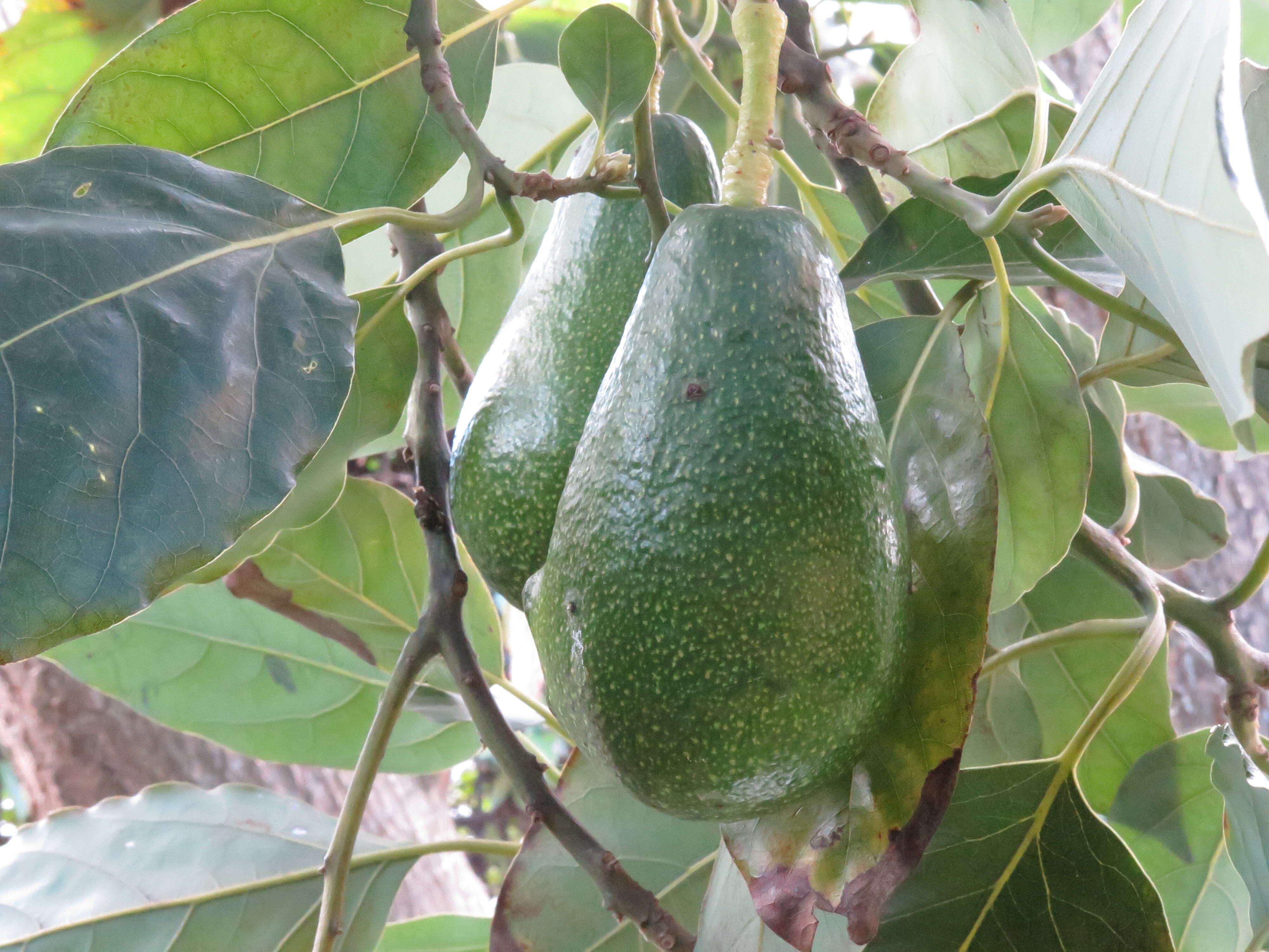 Image of avocado