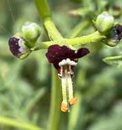 صورة Scrophularia xanthoglossa Boiss.