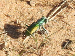 Image of Cicindela (Cicindela) scutellaris flavoviridis Vaurie 1950