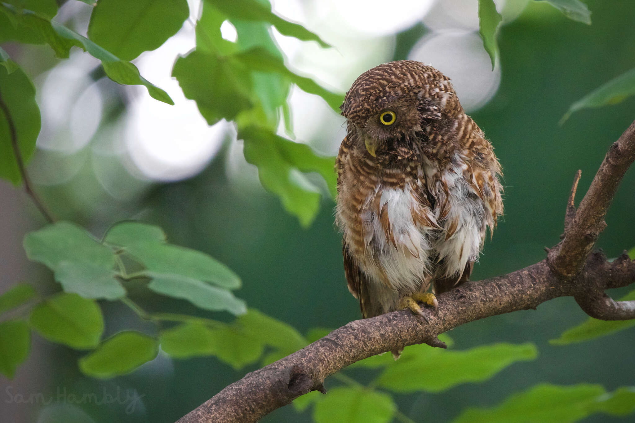 Image of Glaucidium cuculoides bruegeli (Parrot 1908)