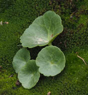 Image of Umbilicus horizontalis var. intermedius (Boiss.) Chamberlain