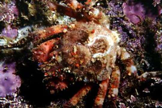 Image of rugose spider crab