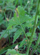 Image of Hyaloperonospora sisymbrii-loeselii