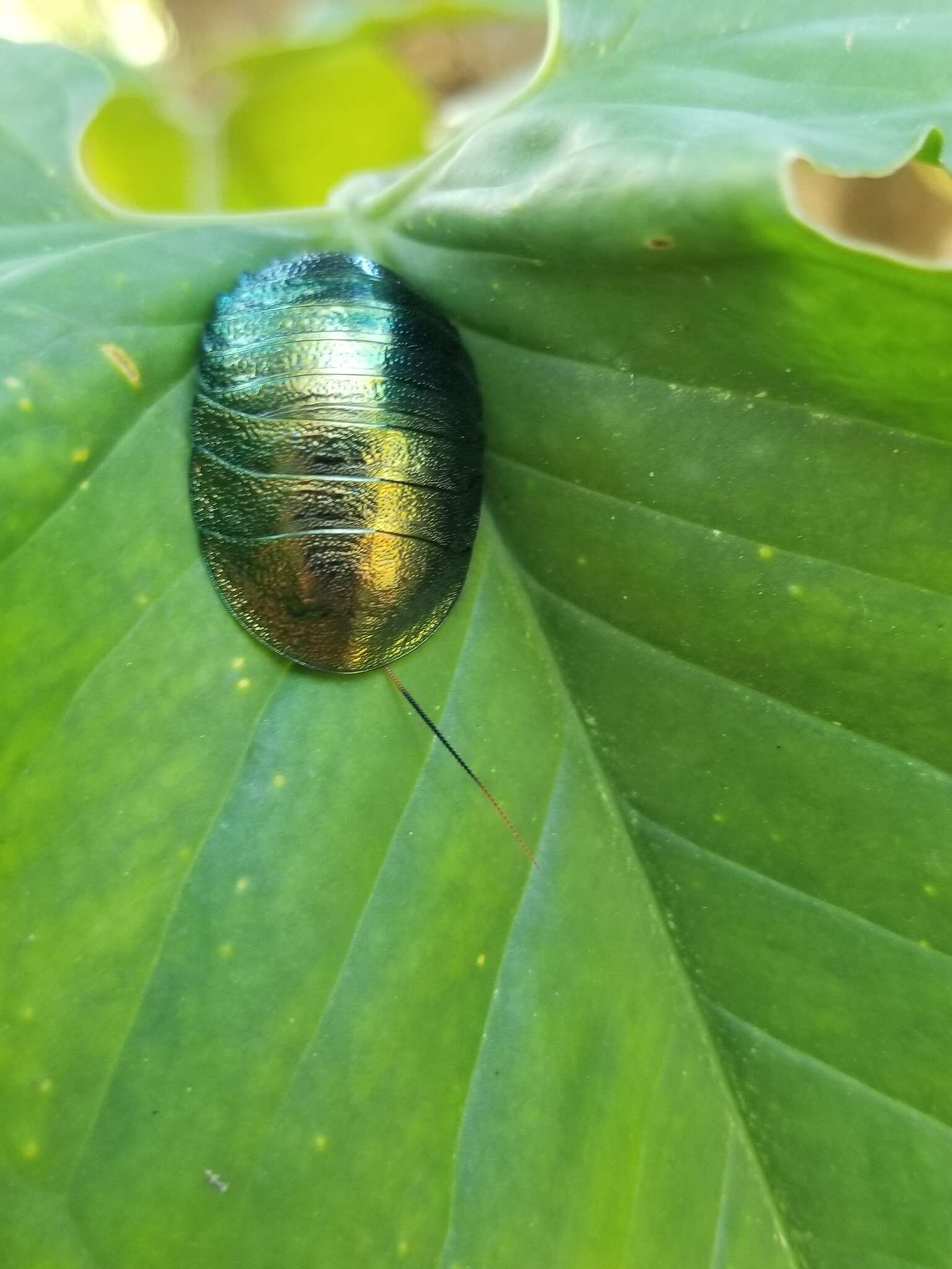 Image of Metallic Emerald Cockroach