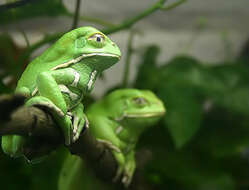 Image of Leaf Frogs