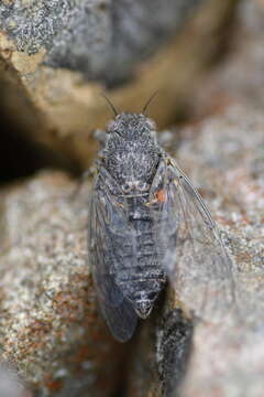 Image of Hamilton's cicada