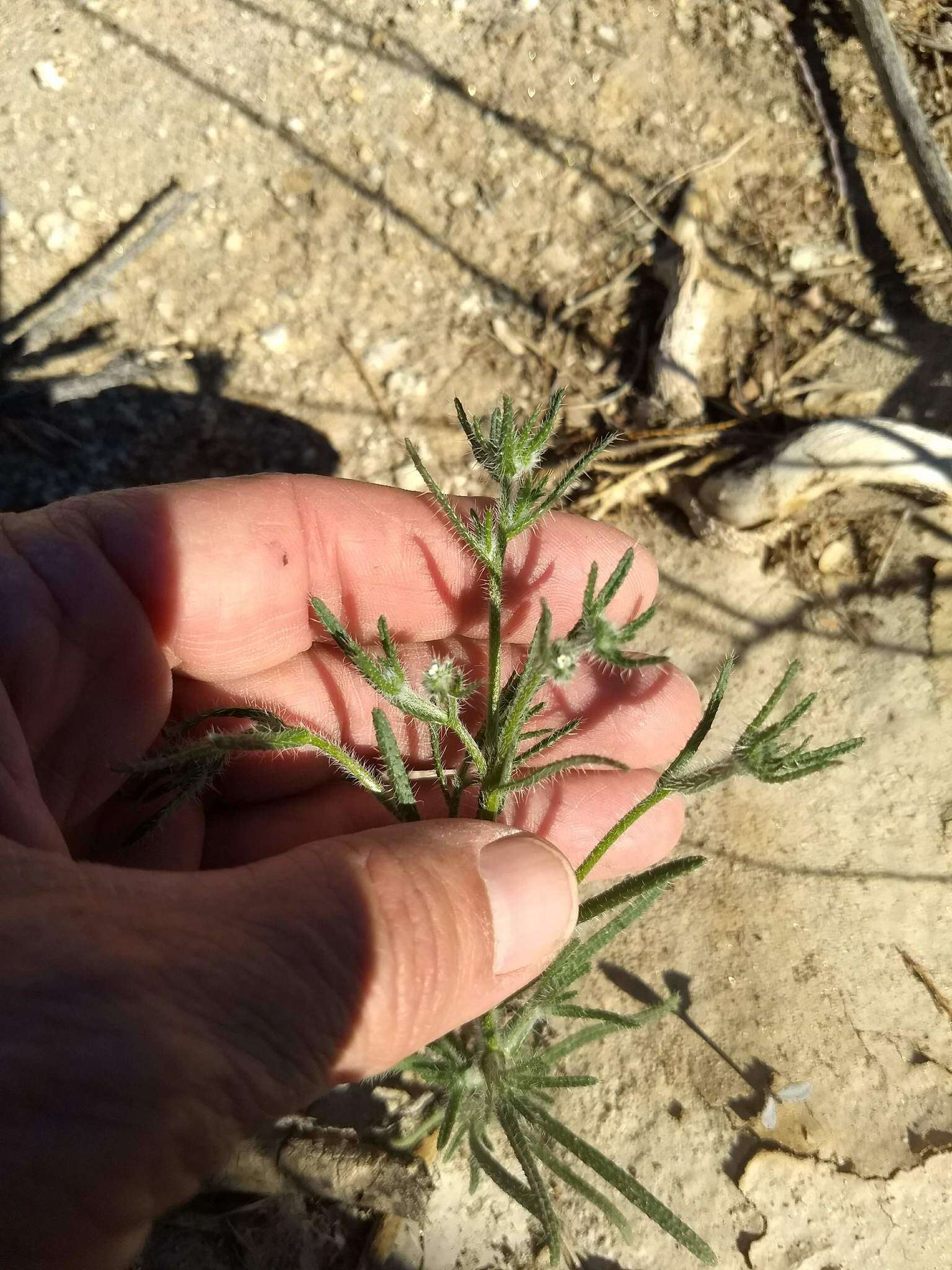 Image de Cryptantha maritima (Greene) Greene