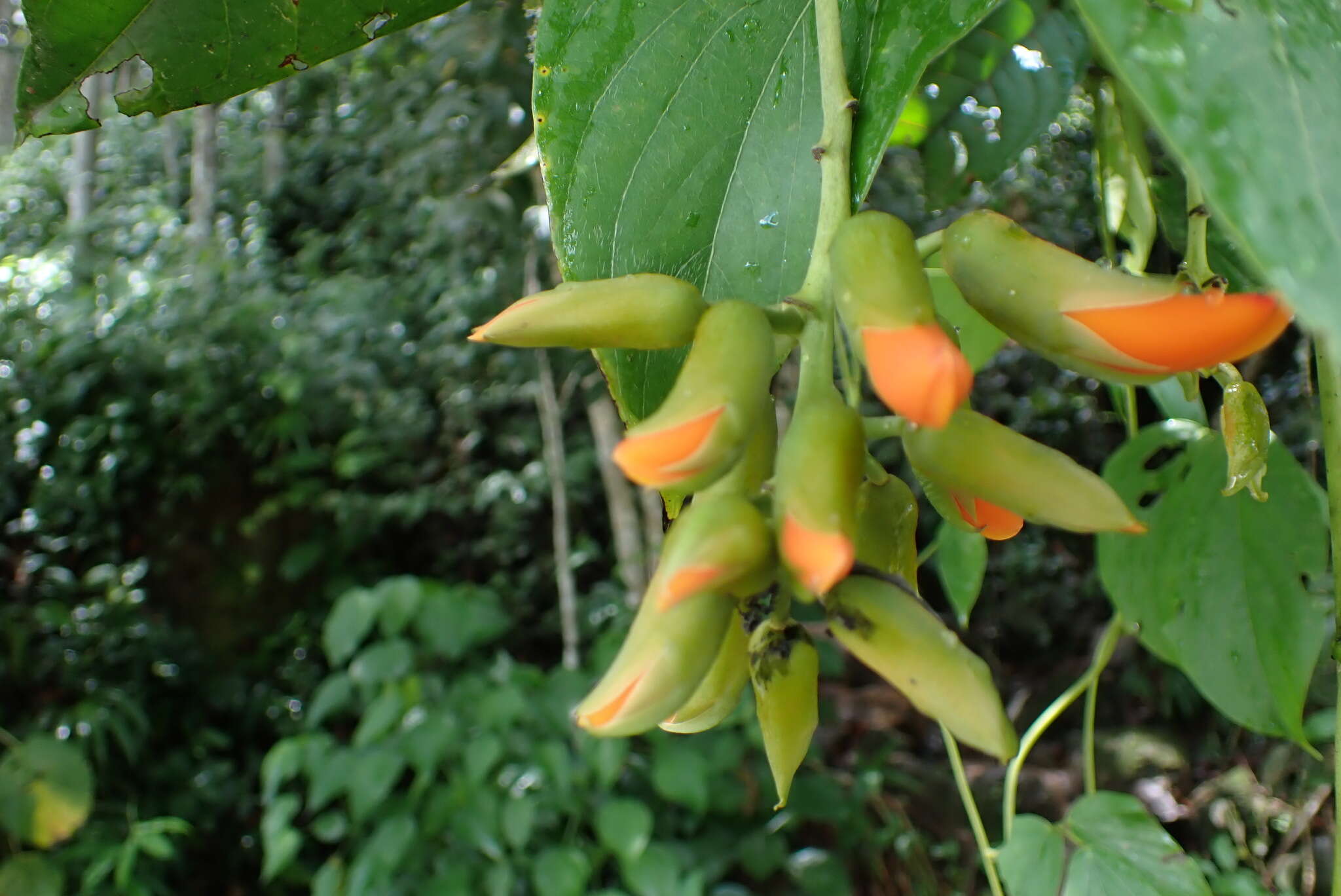 Mucuna rostrata Benth.的圖片