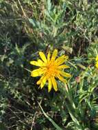 Image of Tragopogon pratensis subsp. pratensis