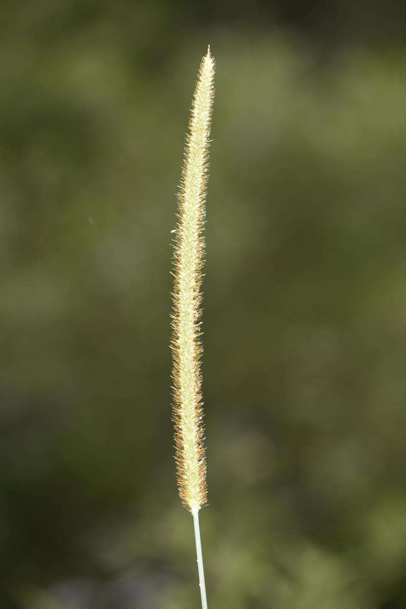 Imagem de Setaria sphacelata (Schumach.) Stapf & C. E. Hubb. ex Moss