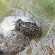 صورة Stictomyia punctata Coquillett 1900