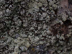 Imagem de Lecanora argopholis (Ach.) Ach.