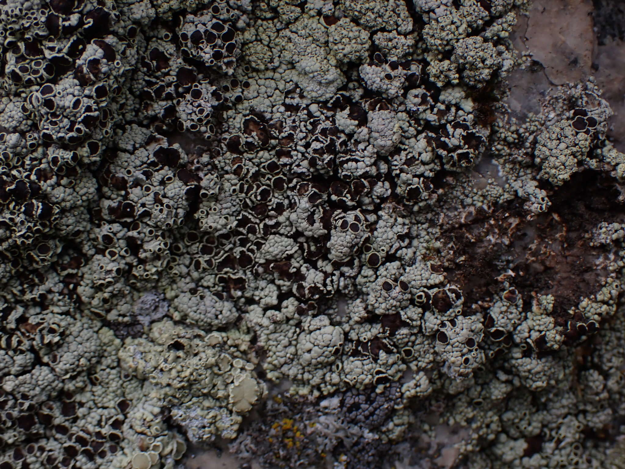 Слика од Lecanora argopholis (Ach.) Ach.