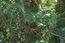 Imagem de Vitex lucens Kirk