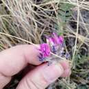 Plancia ëd Oxytropis sibajensis