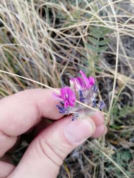 Слика од Oxytropis sibajensis