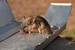 Imagem de Peromyscus gratus Merriam 1898