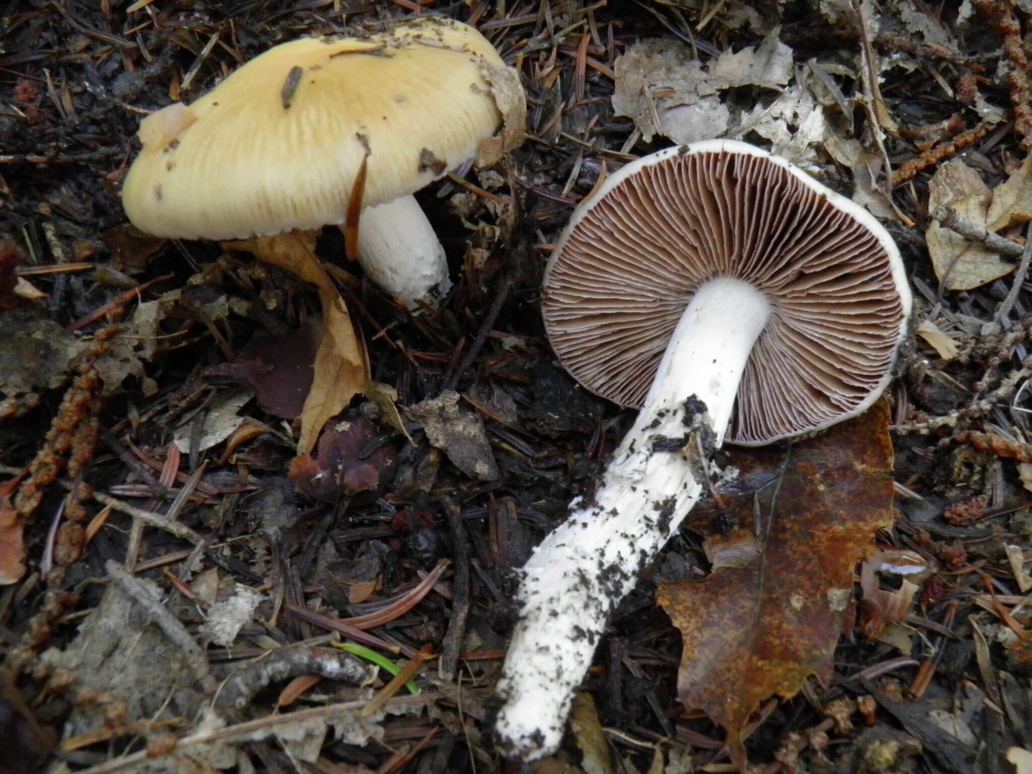 Image of Cortinarius livido-ochraceus (Berk.) Berk. 1860