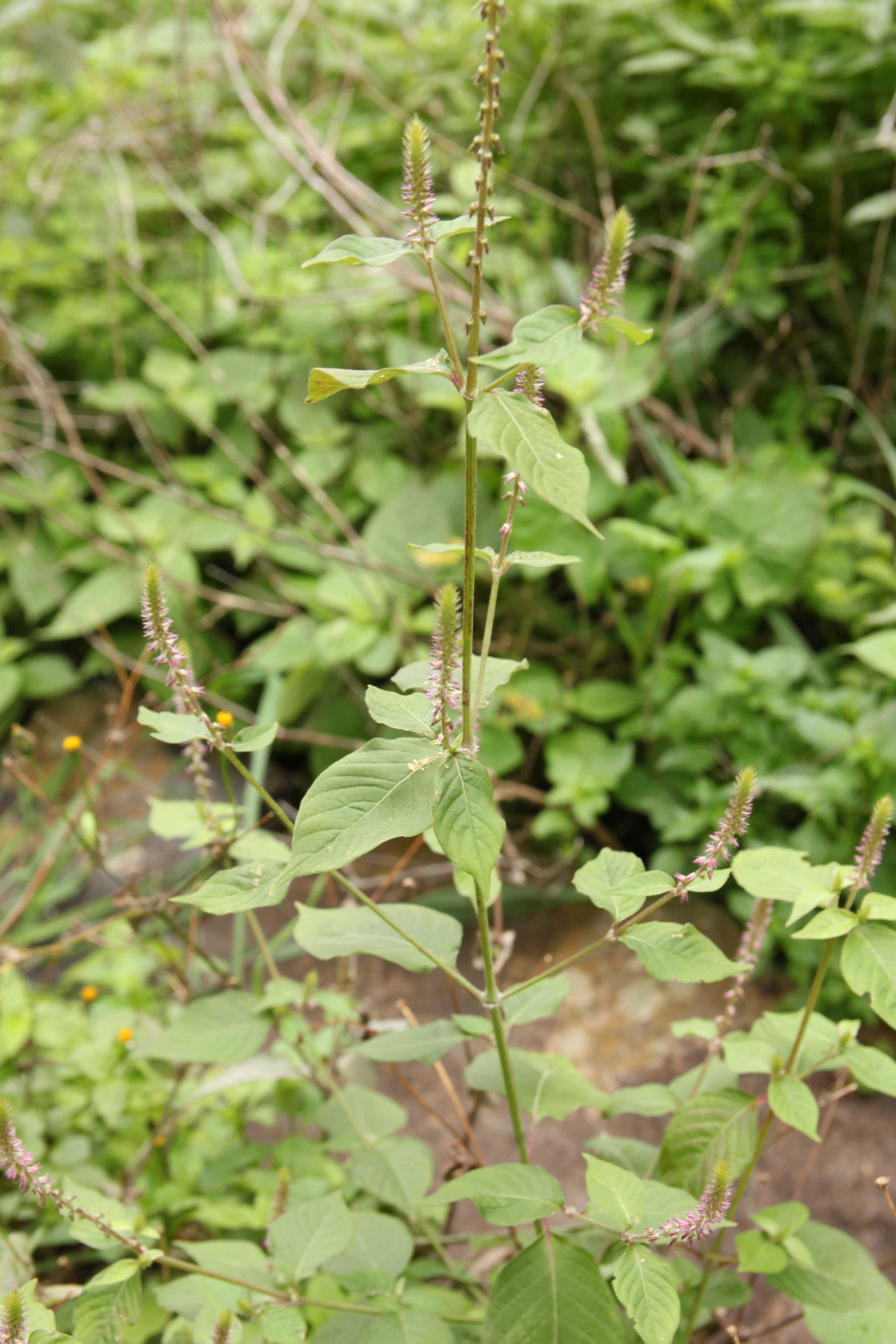 Image of Chaff-flower