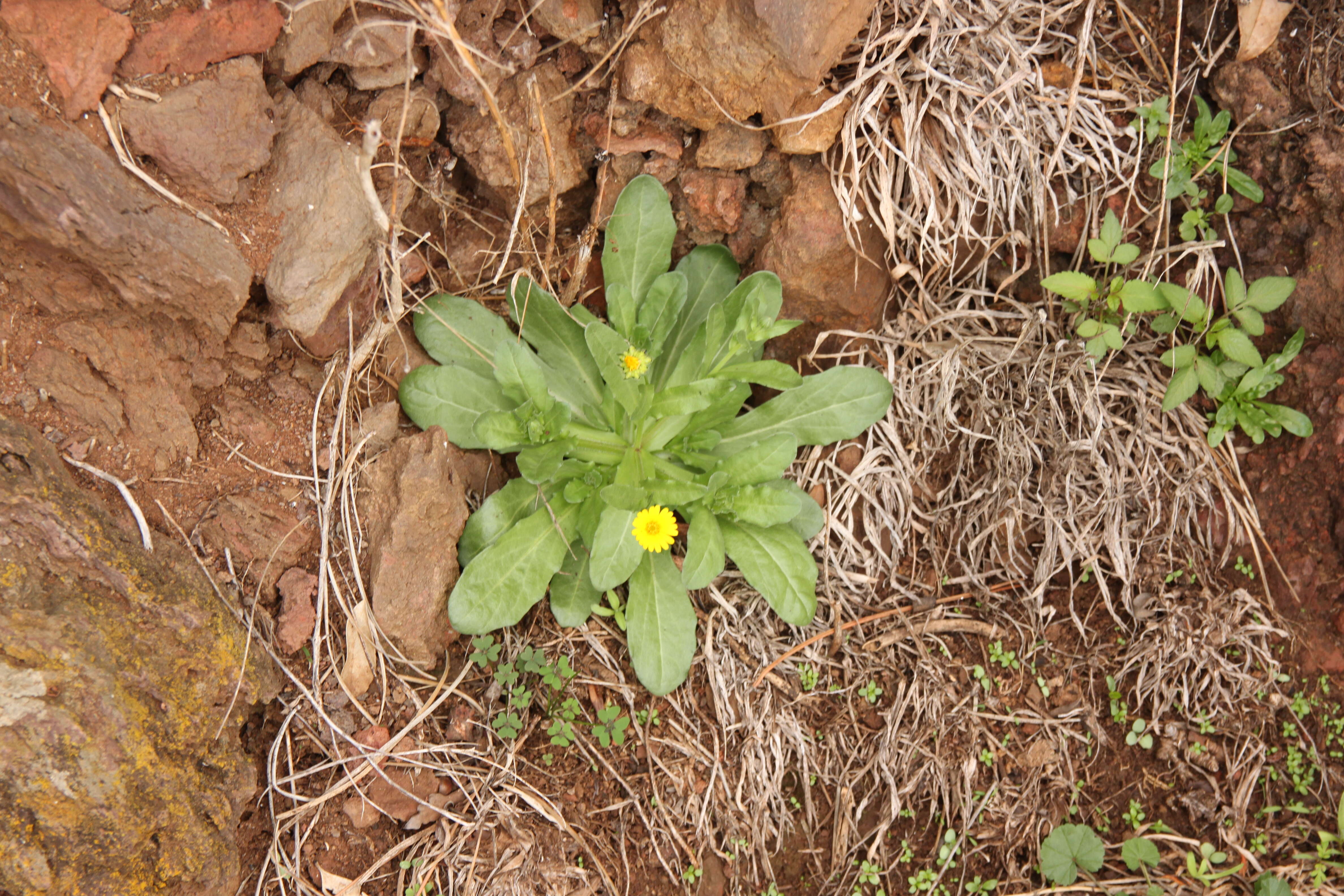 Image of hairy beggarticks