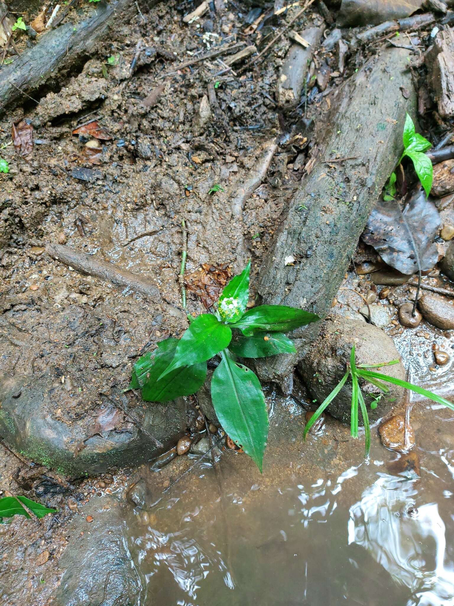 Image of Aneilema umbrosum var. ovato-oblongum (P. Beauv.) Brenan