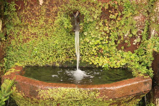 Image of lotus-leaved maidenhair fern