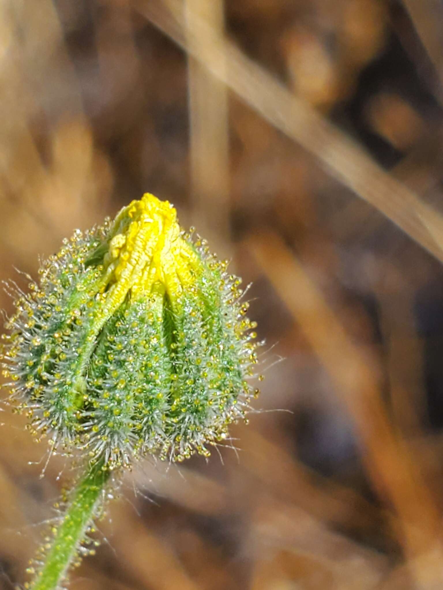 Image of Madia chilensis (Nutt.) Reiche