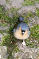 Image of Madeiran Chaffinch