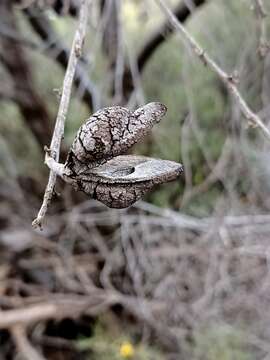 Image of Hakea leucoptera R. Br.