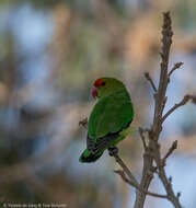 Image of Black-winged Lovebird