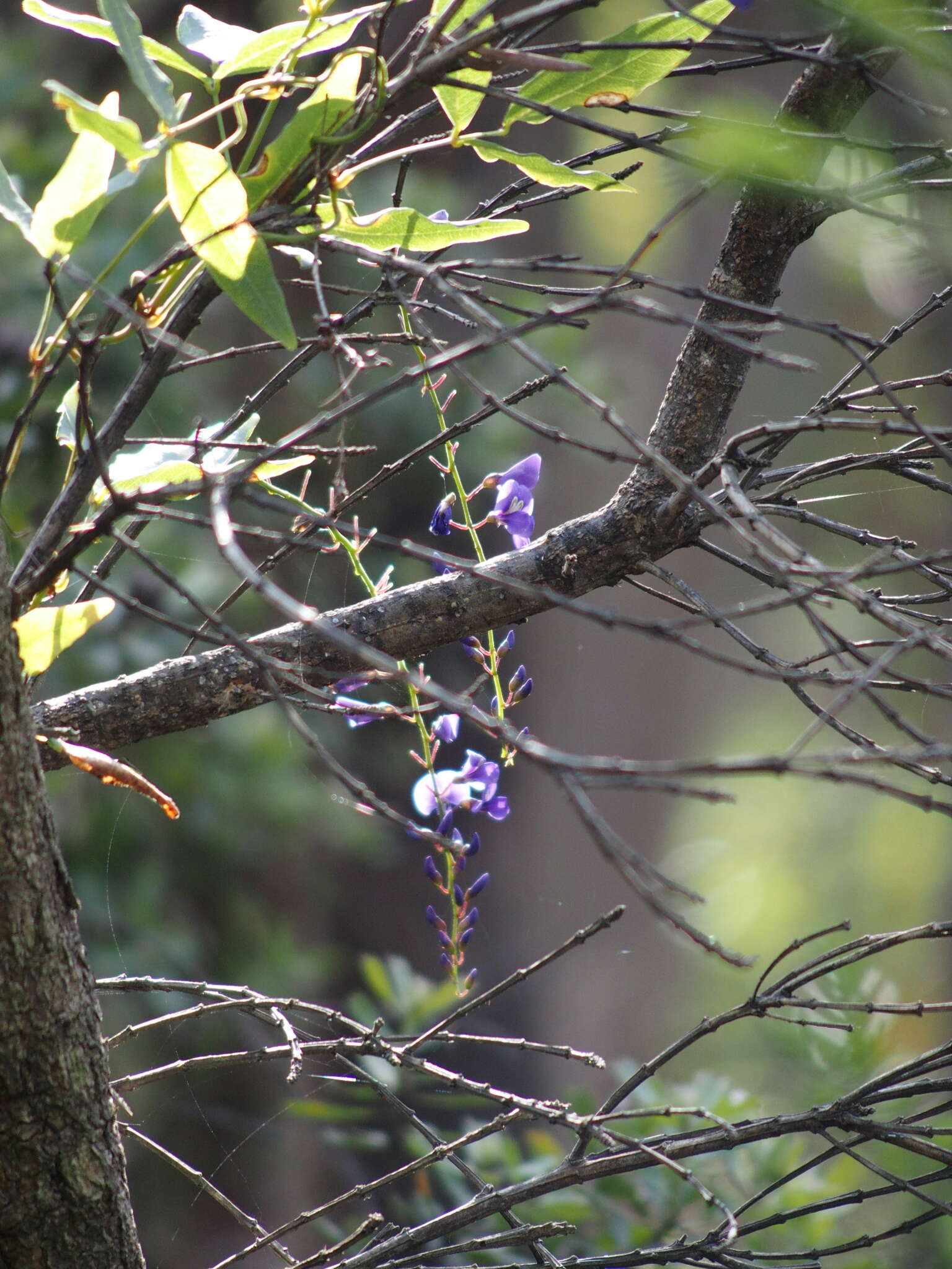 Image of Australian lilac vine