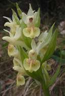 Image of Elder-flowered orchid