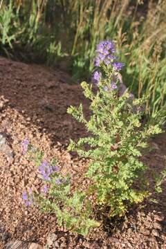 Phacelia bakeri (Brand) J. F. Macbr.的圖片