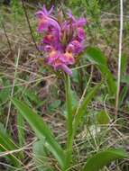 Image of Elder-flowered orchid