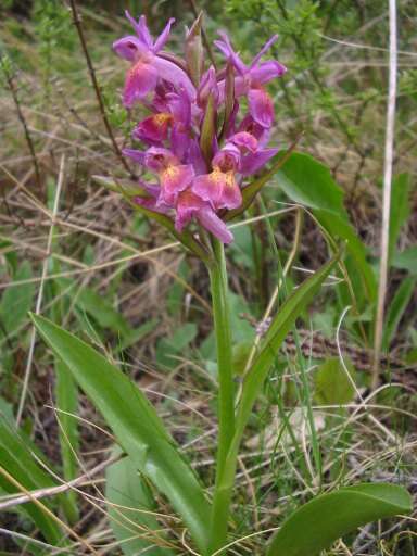 Image of Elder-flowered orchid