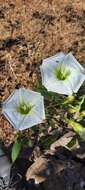 Plancia ëd Ipomoea pauciflora subsp. pauciflora