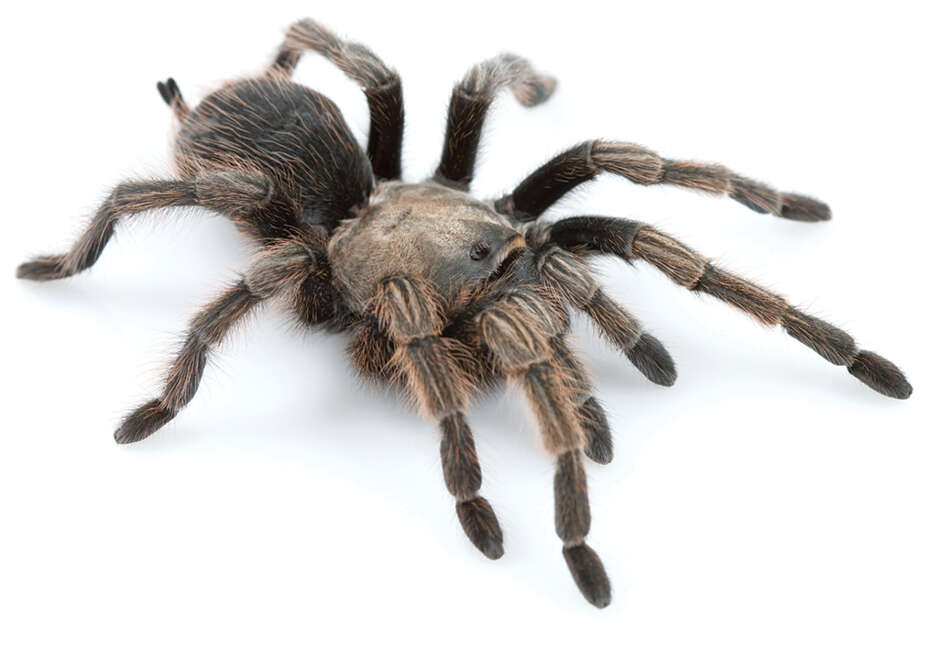 Image of Aphonopelma johnnycashi Hamilton 2016