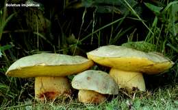 Image of Iodine bolete