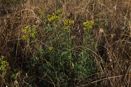 Image of common rue