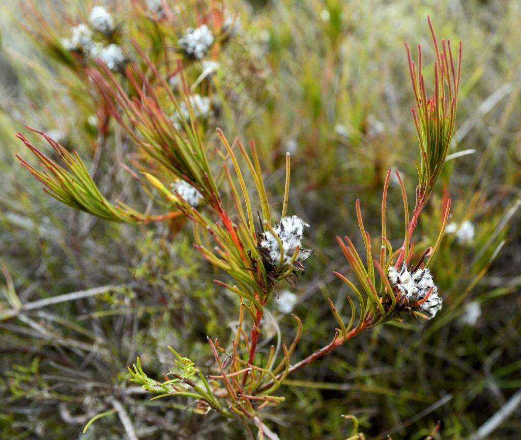 Imagem de Serruria deluvialis J. P. Rourke