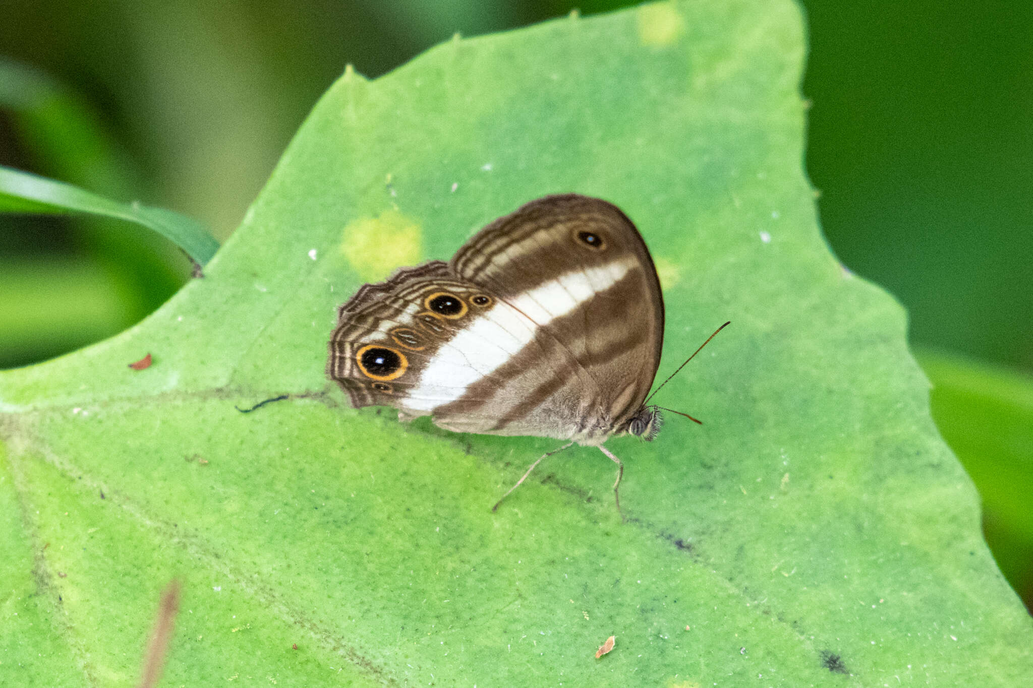 Imagem de Euptychoides albofasciata Hewitson 1869