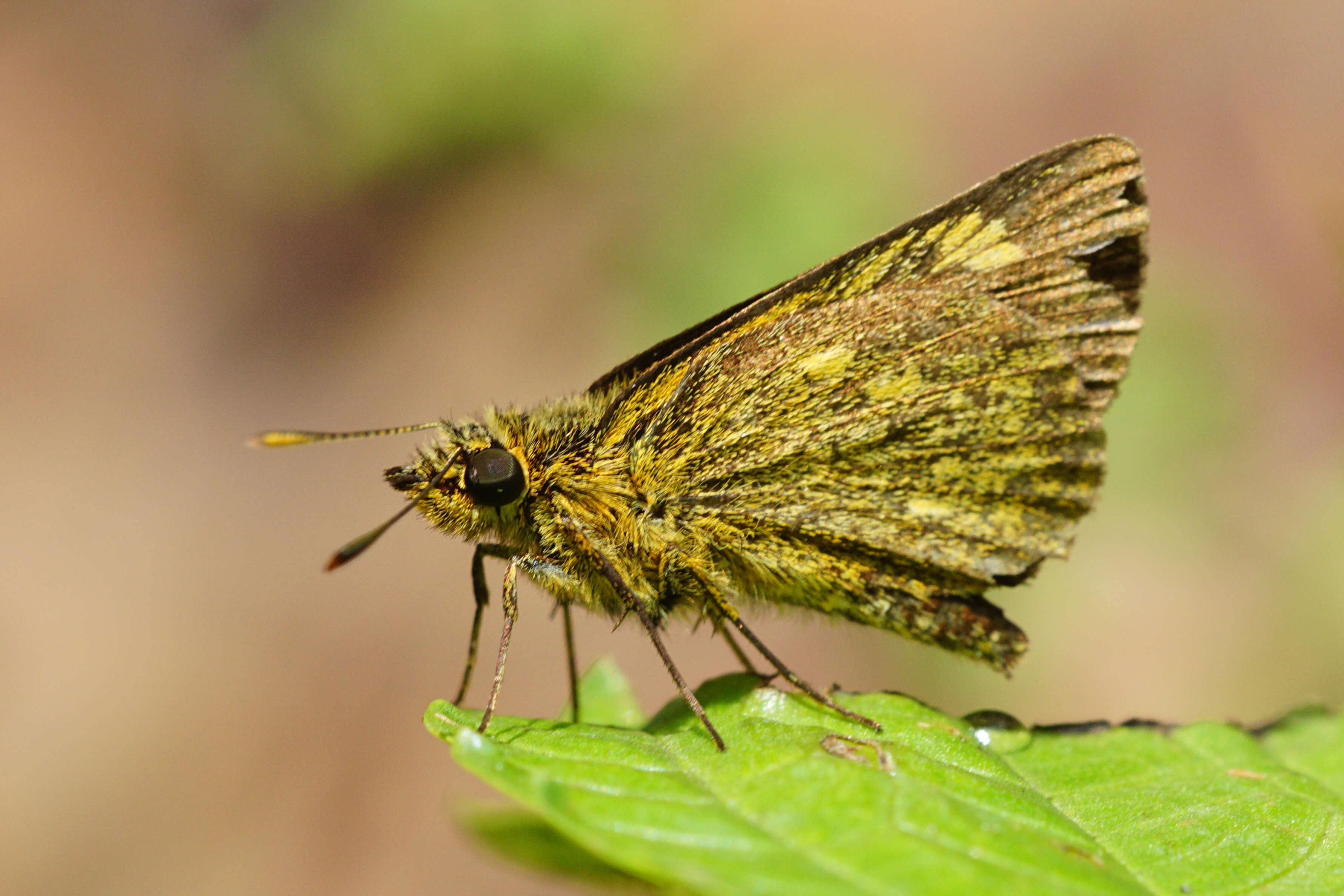 Image of Bush Hopper