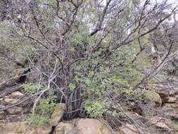 Image of Amelanchier utahensis var. utahensis