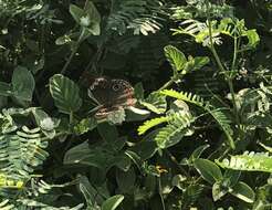 Image of Junonia pacoma