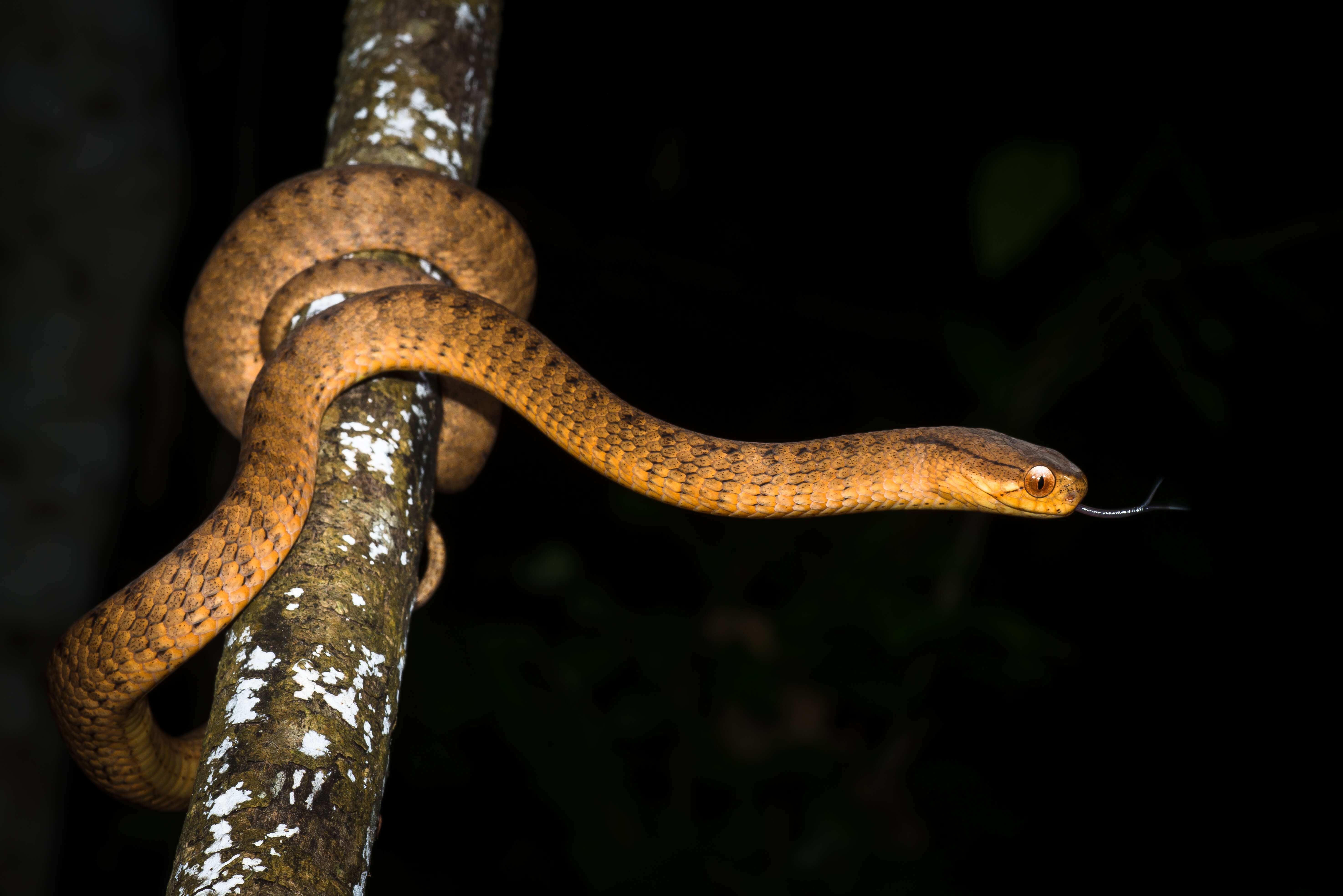 Sivun Pareas carinatus (H. Boie 1828) kuva