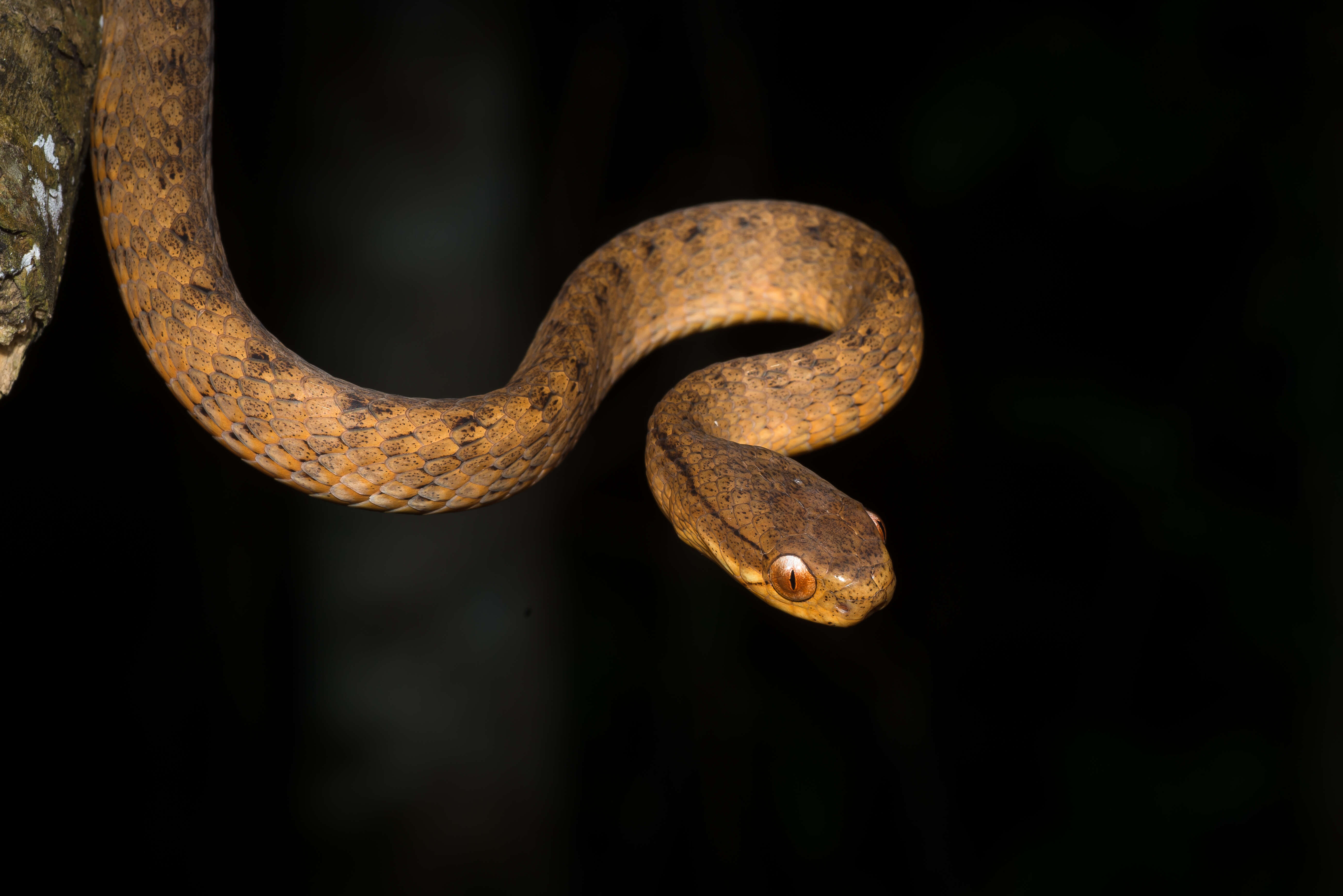 Sivun Pareas carinatus (H. Boie 1828) kuva