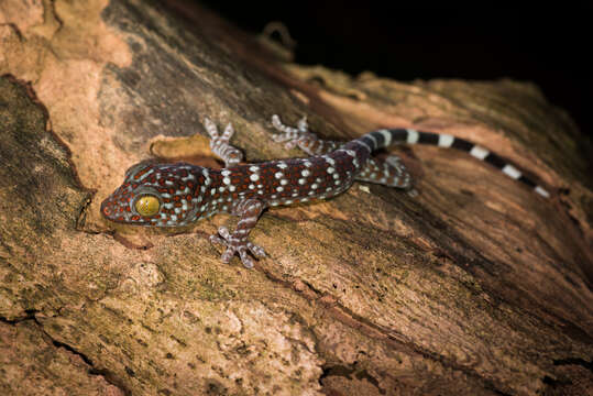 Image of Tokay Gecko