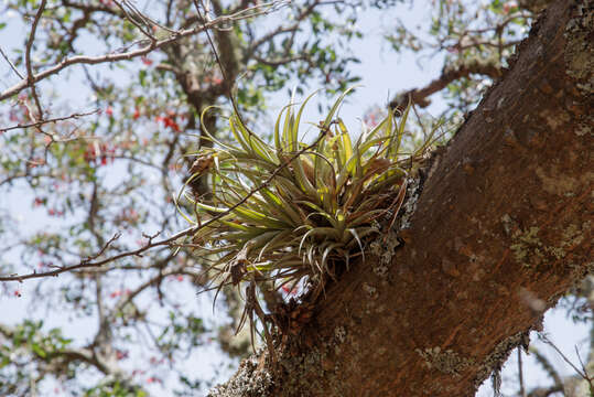 Imagem de Tillandsia sphaerocephala Baker