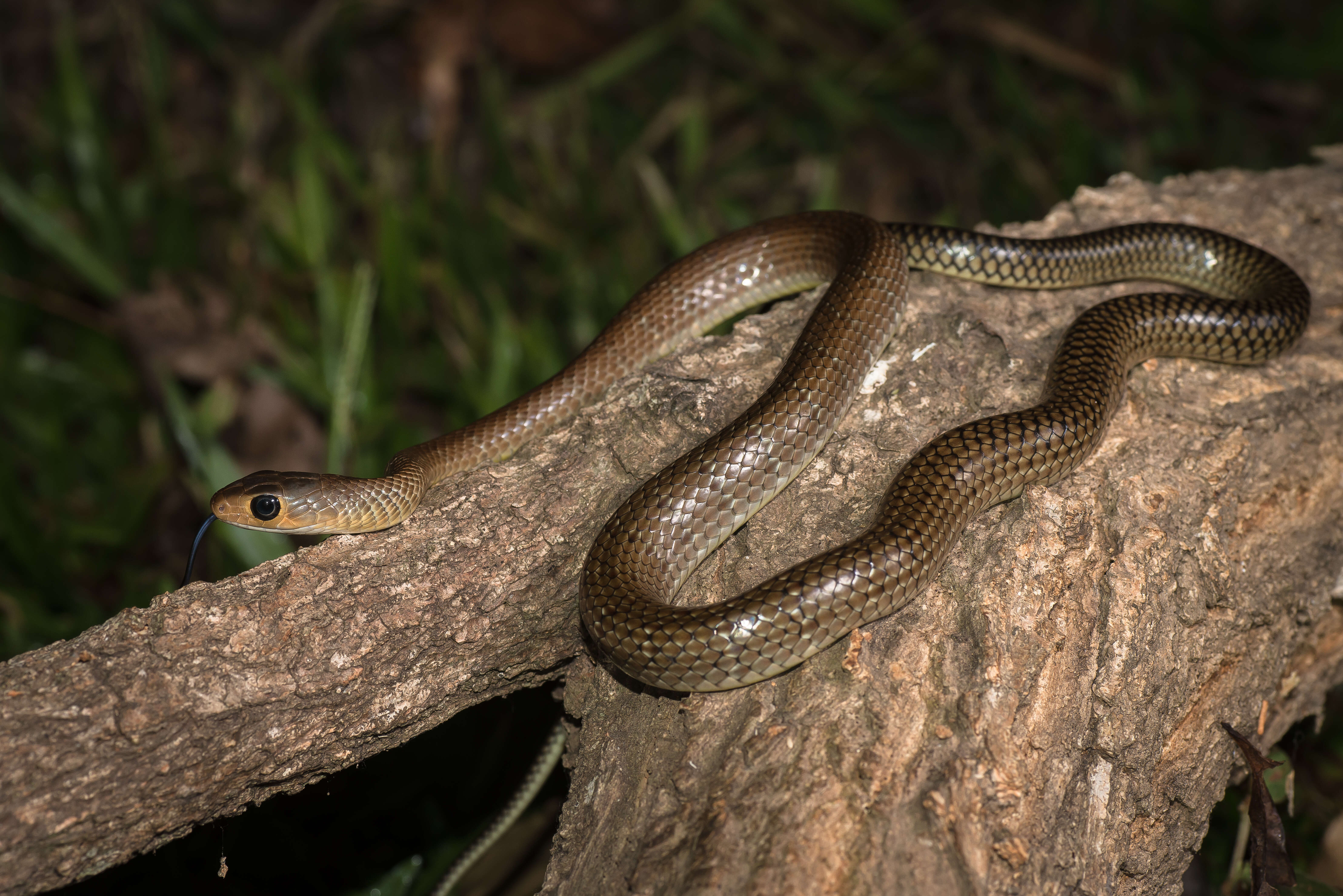 Image of Chinese Ratsnake