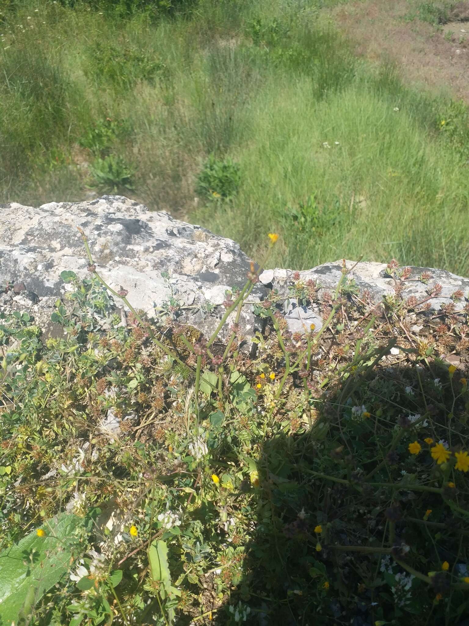 Image of striped hawksbeard